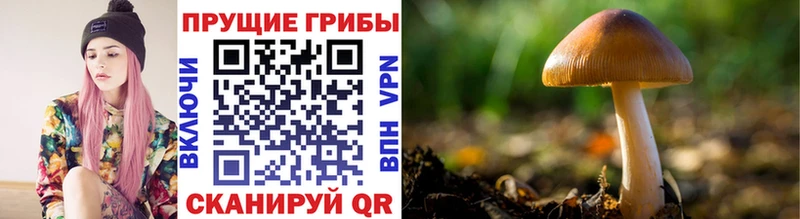 Псилоцибиновые грибы Cubensis  Купить закладки  Новотитаровская 